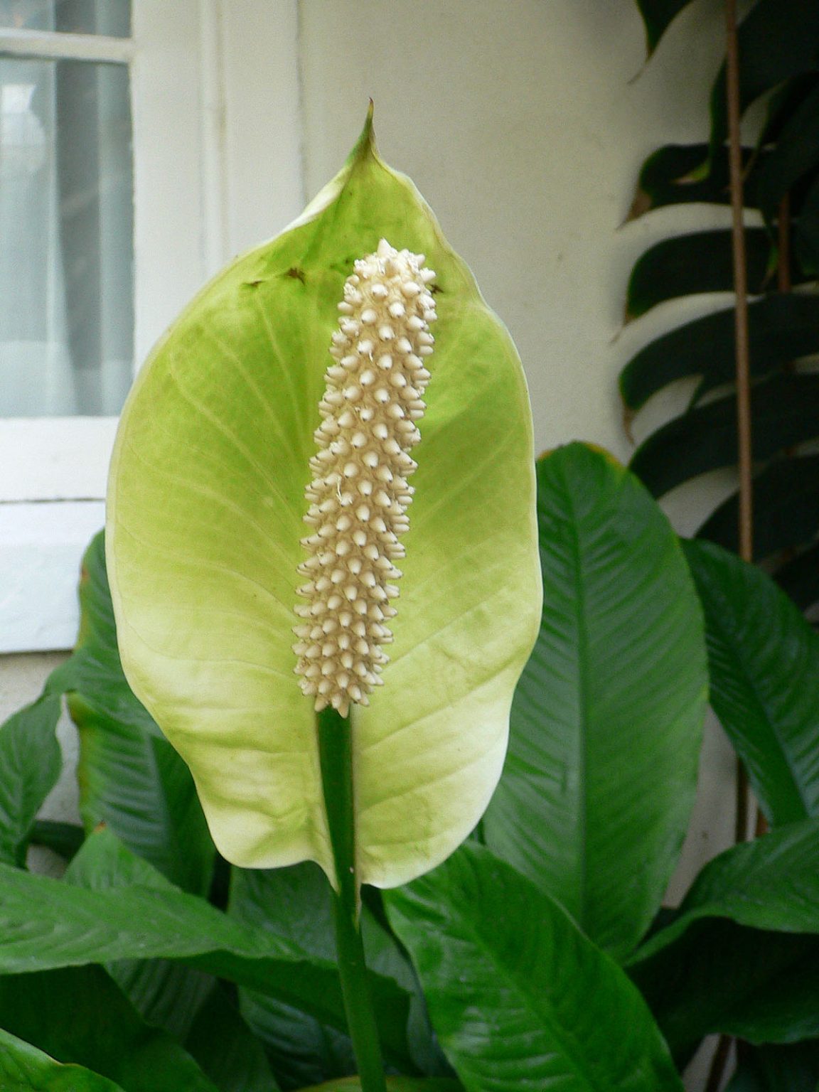 Spathiphyllum - Spathiphyllum spp.